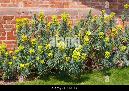 Grande Euphorbe méditerranéenne (Euphorbia characias) 'John Tomlinson'. La floraison dans un jardin. Powys, Pays de Galles. Mars Banque D'Images