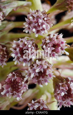 Close-up de Pétasite commun (Petasites hybridus) floraison mâle. Powys, Pays de Galles. Avril. Banque D'Images