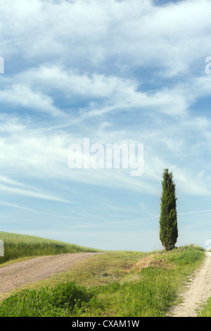 Cyprès solitaires au sommet d'une colline toscane, près de Pienza en Italie Banque D'Images