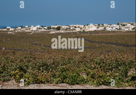 Vignoble sur Santorin, Grèce Banque D'Images