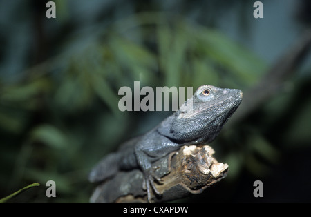 L'Australie, de la faune, de reptiles indigènes, Jacky Dragon Lizard. Banque D'Images