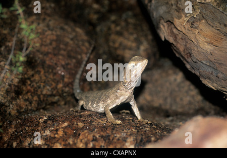 L'Australie, de la faune, les reptiles, l'ouest déduits sol dragon. Banque D'Images