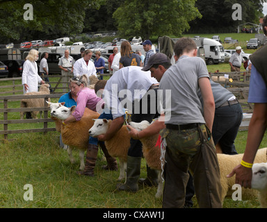 Des agriculteurs exposant le bétail mouton Texel à Thornton le Dale Annual Country Show en été North Yorkshire Angleterre Royaume-Uni GB Grande-Bretagne Banque D'Images