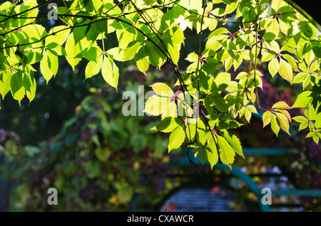 Feuilles de vigne vierge (Parthenocissus quinquefolia), gros plan Banque D'Images