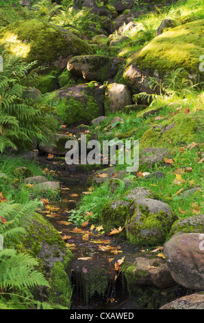 Parmi les pierres flux in autumn park Banque D'Images