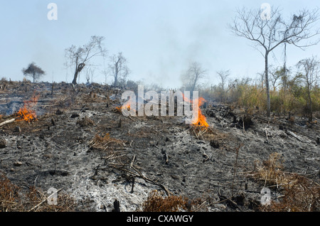 Un côté de colline brûlée après le déboisement à côté de route de Pathein à Mawdin Sun, Delta de l'Irrawaddy, le Myanmar (Birmanie), l'Asie Banque D'Images