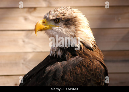 Poissons d'Afrique blanche (Haliaeetus vocifer) ou pour le distinguer du vrai fish eagles (Ichthyophaga) Banque D'Images