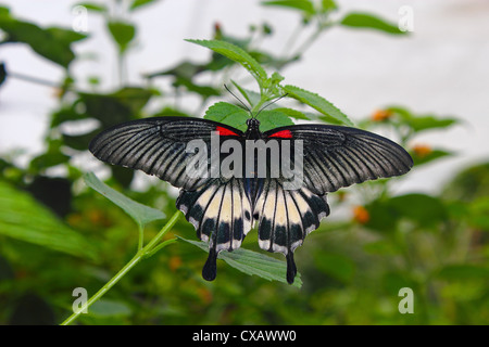 Grand Mormon Papilio memnon), un grand porte-queue papillon appartenant à la famille, trouvés en Asie du sud Banque D'Images