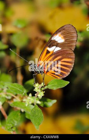 Hecales longwing Heliconius hecale (papillon), répandue à travers l'Amérique du Sud Banque D'Images