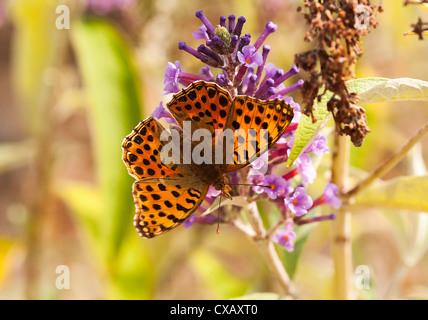 Femme Silver-Washed Fritillary Butterfly à la recherche de nectar sur une fleur pourpre Buddleja à Laval Pradinas Midi-Pyrénées France Banque D'Images