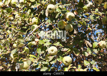 Libre de coing fruits utilisés pour faire des conserves dans un arbre à Laval près de Pradinas Aveyron Midi-Pyrénées France Banque D'Images