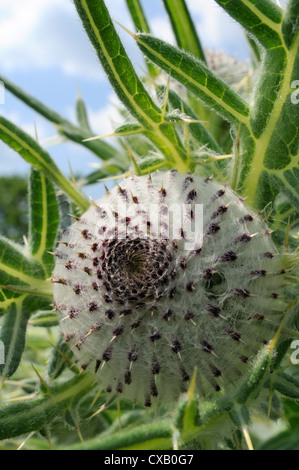 Chardon laineux (Cirsium eriophorum) flowerbud, chalk grassland pré, Wiltshire, Angleterre, Royaume-Uni, Europe Banque D'Images