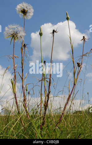 Barbe voyantes (Jack aller au lit à midi) (pré) Salsifis (Tragopogon pratensis) seedhead horloges et des fleurs fermées, Wiltshire Banque D'Images