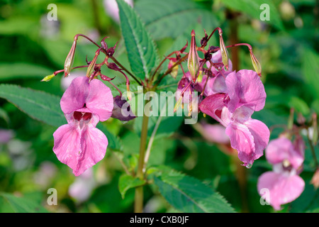 Balsamine de l'Himalaya (Impatiens glandulifera) Fleurs et gousses, Wiltshire, Angleterre, Royaume-Uni, Europe Banque D'Images