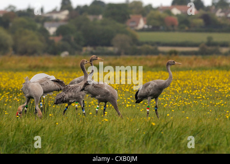 Les juvéniles (grues Grues eurasienne) (Grus grus) publié par le grand projet sur la grue, Somerset Somerset Banque D'Images