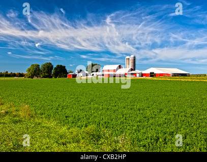 American Country ferme avec des plants de soja et ciel bleu Banque D'Images