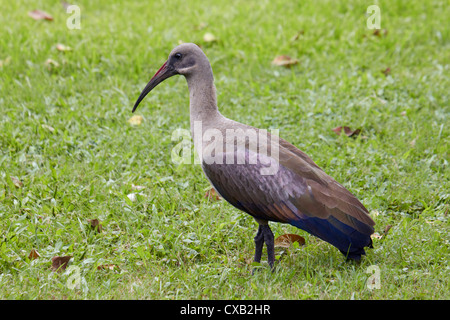 Hadeda Ibis. Amanzimtoti, KwaZulu-Natal, Afrique du Sud. Banque D'Images