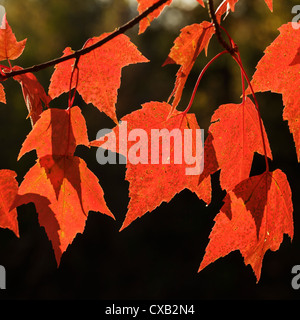 Vue d'automne des feuilles d'érable rouges rétroéclairées. Banque D'Images