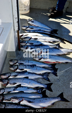 Grosse prise à bord du saumon coho d'élevage dérive groupe partie de pêche à la turlutte charter boat Uclulet BC Banque D'Images