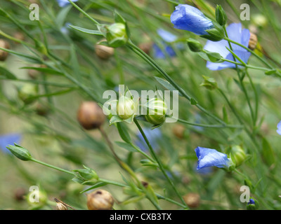 Close-up de Linum, lin / Lein Banque D'Images