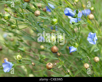 Close-up de Linum, lin / Lein Banque D'Images