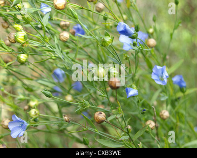 Close-up de Linum, lin / Lein Banque D'Images