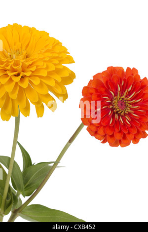 Fleur de zinnia (Lat. Zinnia), sur un fond blanc Banque D'Images