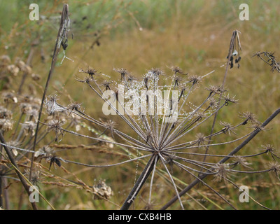 Spider web sur une berce du Caucase en automne / Spinnennetz une einem Bärenklau im Herbst Banque D'Images
