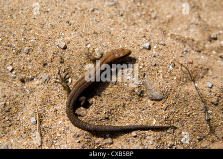 Lézard vivipare ou commun, Lacerta vivipara, réserve naturelle nationale de Kenfig près de Porthcawl, Bridgend, South Wales, UK Banque D'Images