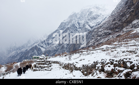 Les Yaks marchant à côté d'une mani mur de pierre couvert de neige, Langtang, Népal Banque D'Images