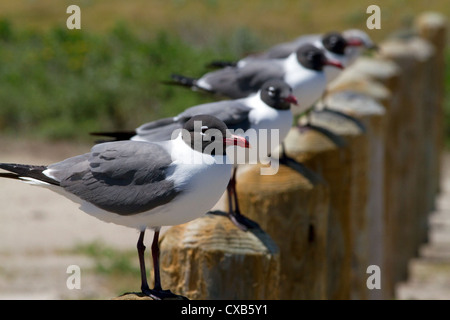 Laughing Gull dans la baie de Corpus Christi, Texas, États-Unis. Banque D'Images