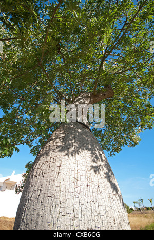 Low angle view of a white silk floss tree (Chorisia insignis), également connu sous le nom de kapok ou en état d'arbre. Banque D'Images