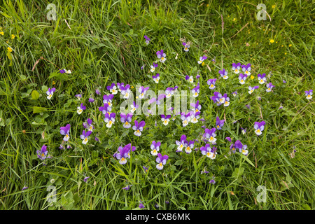 Une touffe de Viola Tricolor pensée sauvage développe d'ici le fleuve Tees dans Moor House Upper Teesdale, County Durham Banque D'Images