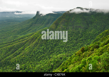 Les pentes verdoyantes de la forêt tropicale de Tweed Valley dans le parc national Border Ranges. Banque D'Images