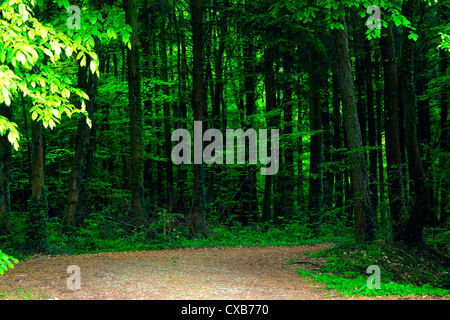 Route de terre dans la forêt mixte (hêtre, chêne, épicéa) dans une soirée ensoleillée, le ressort, la sarre / Allemagne Banque D'Images