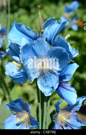 Le pavot bleu de l'himalaya Meconopsis betonicifolia Banque D'Images