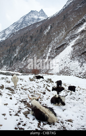 Les yaks dans la neige, Langtang, Népal Banque D'Images