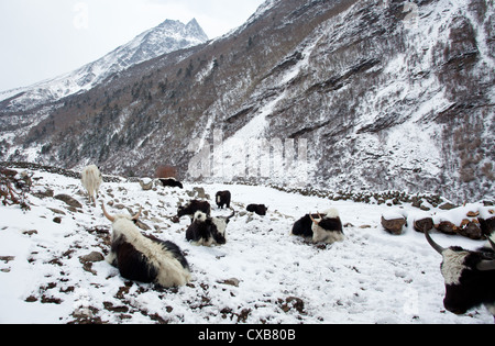 Les yaks dans la neige, Langtang, Népal Banque D'Images