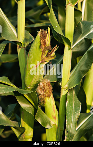 , Rafles de maïs (Zea mays) Banque D'Images