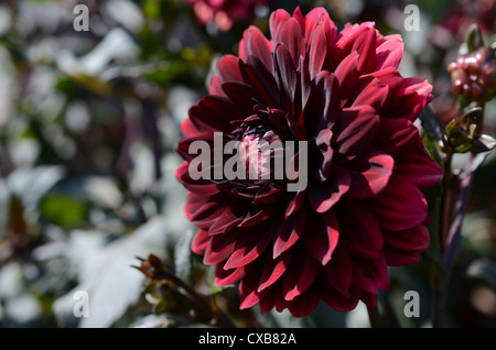 Dahlia Arabian night Banque D'Images