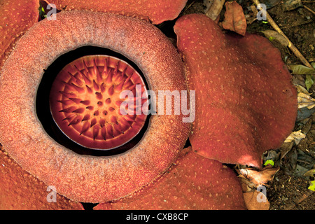Rafflesia fleur en Cameron Highlands, Malaisie Banque D'Images