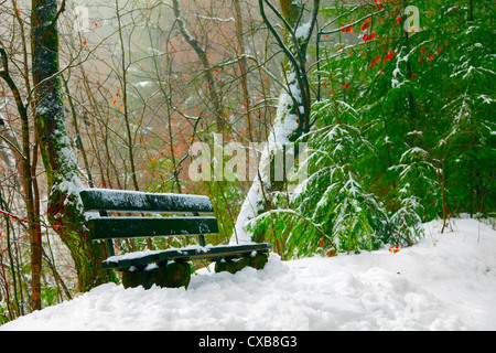 Banc en bois solitaire dans une forêt avec une petite ville Pruem, Rheinland-Pfalz, Allemagne Banque D'Images