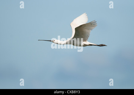 Spatule blanche Platalea leucorodia (commune) flying Banque D'Images