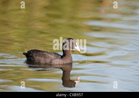 Foulque macroule, Fulica atra seul oiseau sur l'eau Banque D'Images