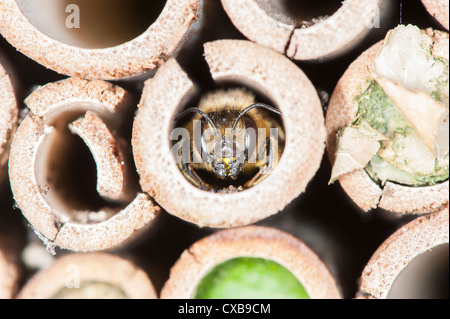 Abeilles coupeuses de feuilles Megachile centuncularis émergeant de jardin bug fort Banque D'Images