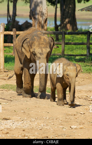 Bébé éléphant d'Asie, l'éléphant d'Uda Walawe Accueil de transit, au Sri Lanka, en Asie Banque D'Images