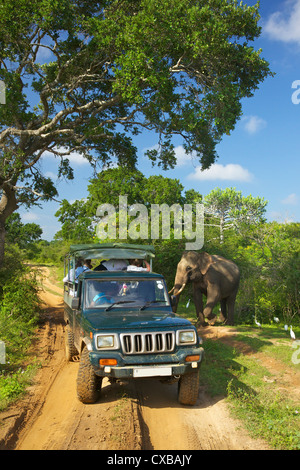 Elephant tusker d'Asie (Elephas maximus maximus), à proximité de touristes en jeep, parc national de Yala, au Sri Lanka, en Asie Banque D'Images