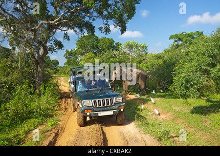 Elephant tusker d'Asie (Elephas maximus maximus), à proximité de touristes en jeep, parc national de Yala, au Sri Lanka, en Asie Banque D'Images