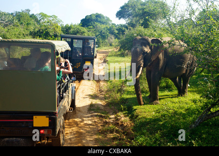 Elephant tusker d'Asie (Elephas maximus maximus), à proximité de touristes en jeep, parc national de Yala, au Sri Lanka, en Asie Banque D'Images