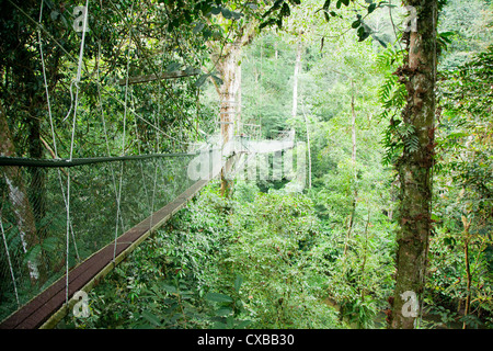 Canopy Walk à Mulu National Park, Bornéo, Malaisie Banque D'Images